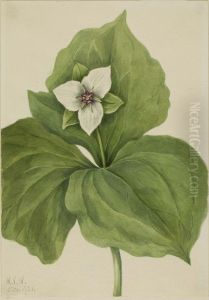 Wax Trillium (Trillium album)