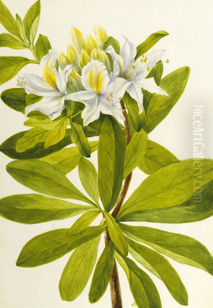 Western Azalea (Rhododendron occidentale) - view 1