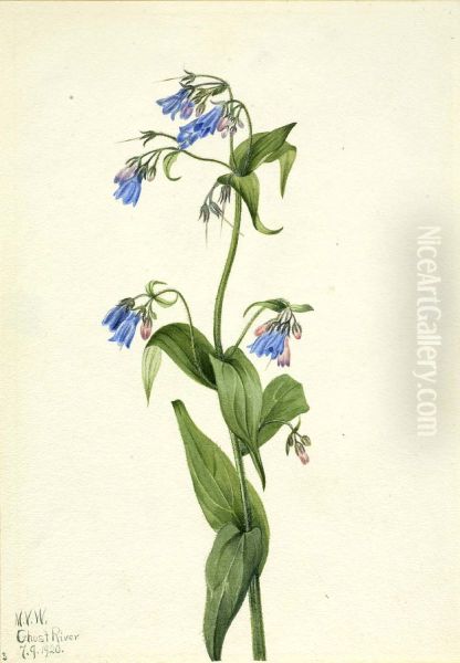 Western Bluebells (Mertensia paniculata) - view 1