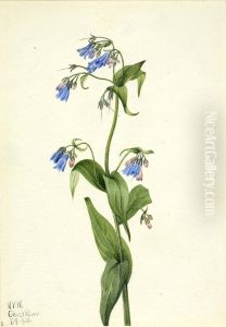 Western Bluebells (Mertensia paniculata)