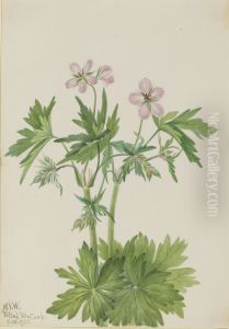 Western Cranesbill (Geranium viscosissimum)