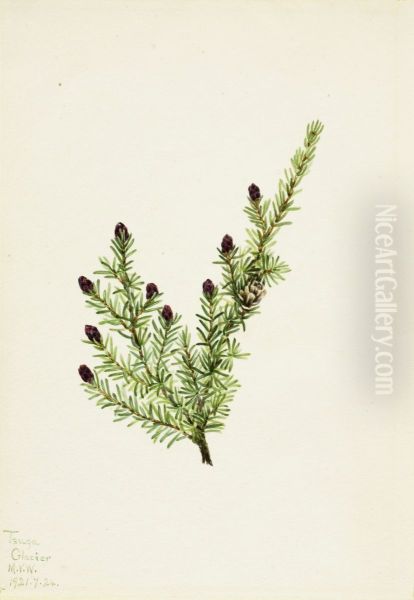 Western Hemlock (Tsuga heterophylla) - view 1