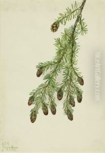 Western Hemlock (Tsuga heterophylla) by Mary Vaux Walcott