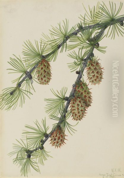 Western Larch (Larix occidentalis) - view 1