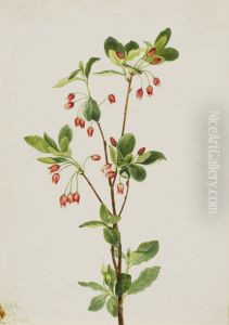 Western Menziesia (Menziesia glabella)