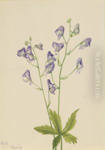 Western Monkshood (Aconitum columbianum) Western Monkshood (Aconitum columbianum)