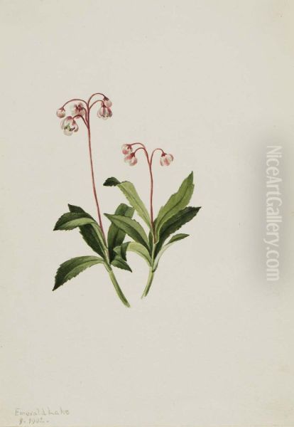 Western Pipsissewa (Chimaphila umbellata) - view 1