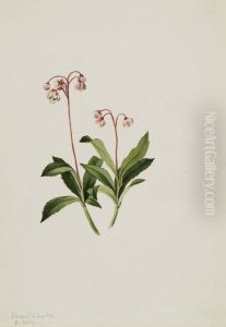 Western Pipsissewa (Chimaphila umbellata) Western Pipsissewa (Chimaphila umbellata)