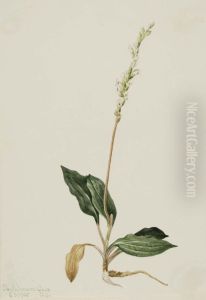 Western Rattlesnake Plantain (Peranium decipiens)