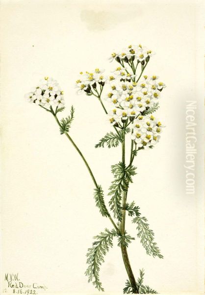 Western Yarrow (Achillea lanulosa) - view 1