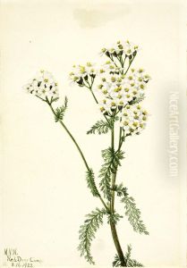 Western Yarrow (Achillea lanulosa)