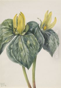 Whippoorwill Flower (Trillium hugeri)