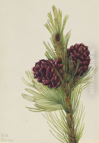 Whitebark Pine (Pinus albicaulis) - view 1