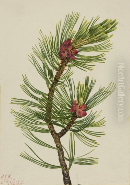 Whitebark Pine (Pinus albicaulis) - view 1