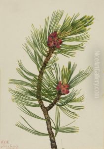 Whitebark Pine (Pinus albicaulis)