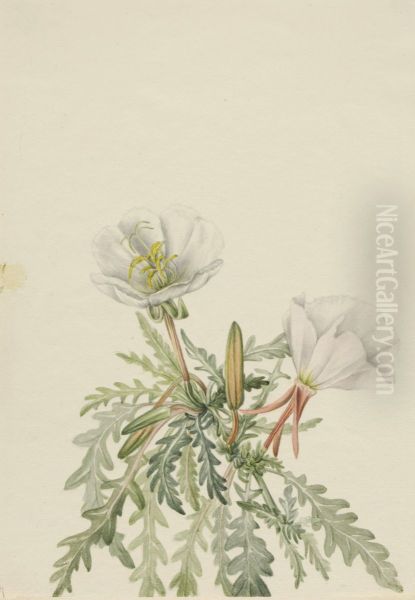 White Dawnrose (Pachyloplus marginatus) - view 1