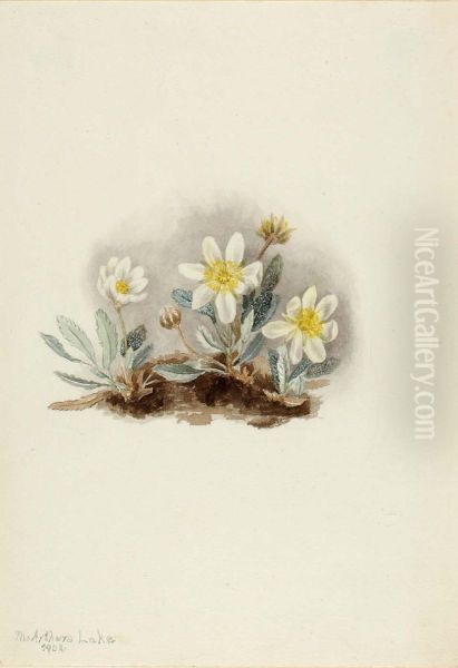 White Dryad (Dryas octopetala) - view 1