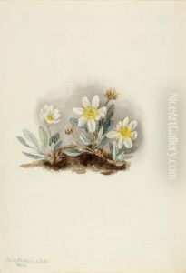 White Dryad (Dryas octopetala)