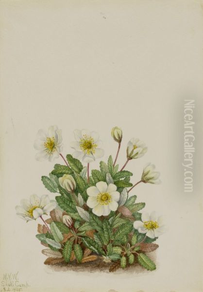 White Dryad (Dryas octopetala) - view 1