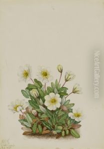 White Dryad (Dryas octopetala)
