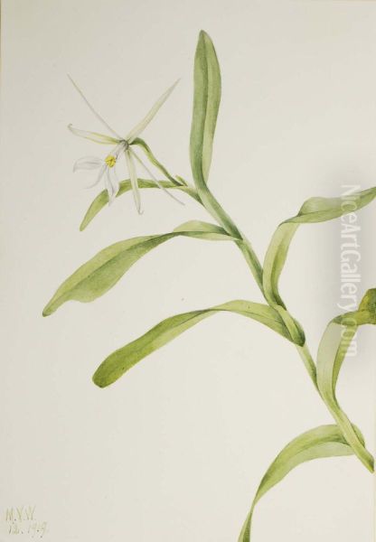 White Epidendrum (Epidendrum nocturnum) - view 1