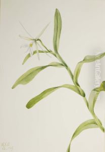 White Epidendrum (Epidendrum nocturnum) by Mary Vaux Walcott