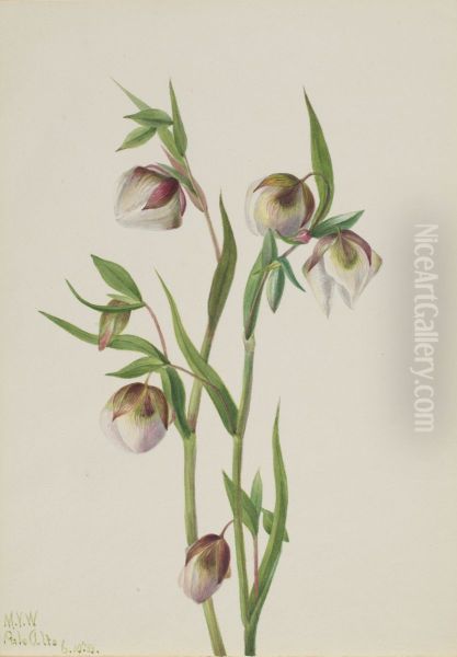 White Fairy Lantern (Calochortus albus) - view 1