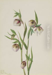 White Fairy Lantern (Calochortus albus) by Mary Vaux Walcott