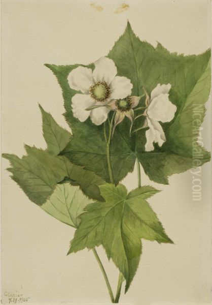 White Flowering Raspberry (Rubus parviflorus) - view 1