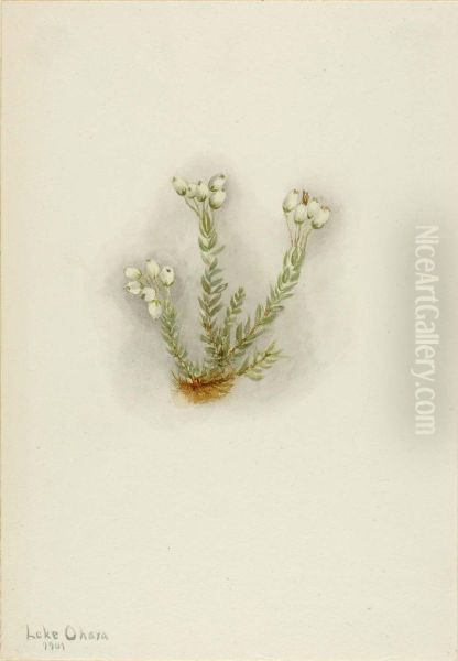 White Heather (Phyllodoce grandiflora) - view 1