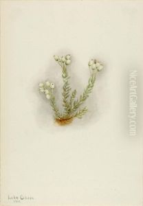 White Heather (Phyllodoce grandiflora)
