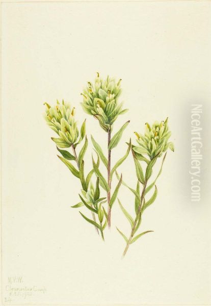White Indian Paintbrush (Castilleja occidentalis) - view 1