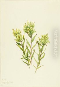 White Indian Paintbrush (Castilleja occidentalis) by Mary Vaux Walcott