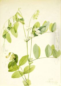 White Pea (Lathyrus ochroleucus) by Mary Vaux Walcott