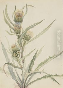 White Thistle (Cirsium hookeranum) by Mary Vaux Walcott