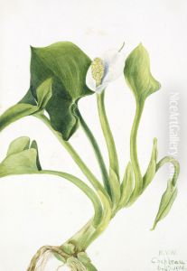 Wild Calla (Calla palustris) by Mary Vaux Walcott