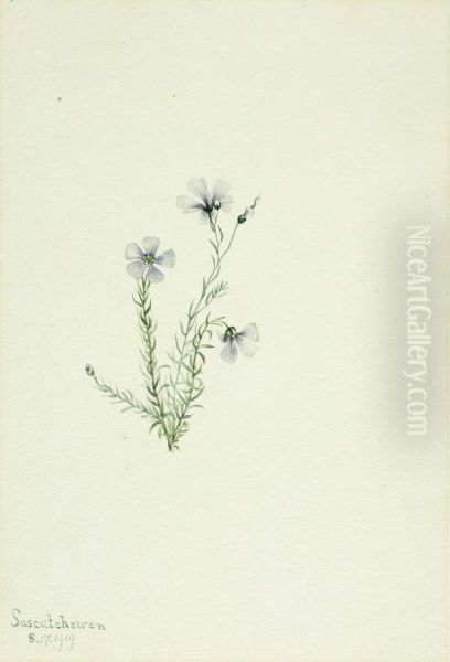 Wild Flax (Linum lewisii) - view 1
