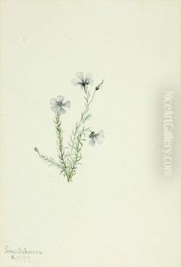 Wild Flax (Linum lewisii)