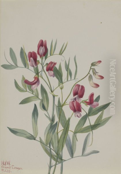 Wild Pea (Lathyrus decaphyllus) - view 1