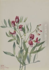 Wild Pea (Lathyrus decaphyllus)