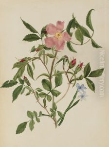 Wild Rose and Blue-eyed Grass (Rosa species and Sisyrinchium species) by Mary Vaux Walcott