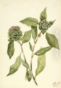 Willow (Salix) Willow (Salix)