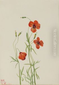 Wind Poppy (Stylomecon heterophylla)