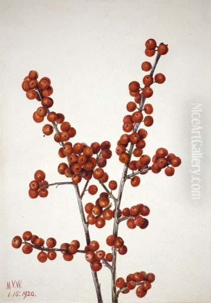 Winterberry (Ilex verticillata) - view 1