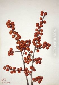 Winterberry (Ilex verticillata) Winterberry (Ilex verticillata)