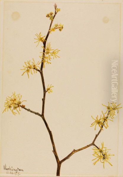 Witch-Hazel (Hamamelis virginiana) - view 1