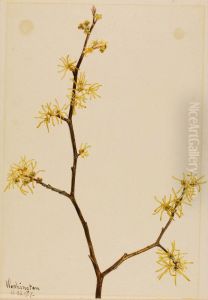Witch-Hazel (Hamamelis virginiana) by Mary Vaux Walcott