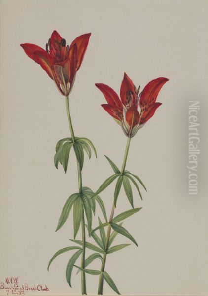 Wood Lily (Lilium philadelphicum) - view 1