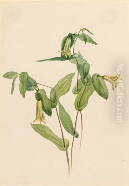 Wood Merrybells (Uvularia perfoliata) - view 1