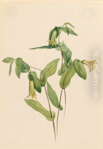 Wood Merrybells (Uvularia perfoliata)